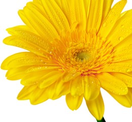 Obraz premium Yellow Gerbera Daisy with Water Drops