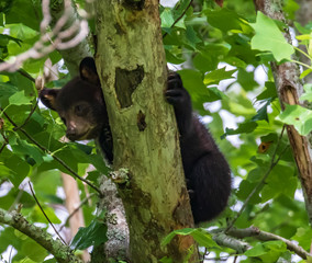BLACK BEARS