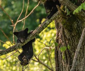 BLACK BEARS