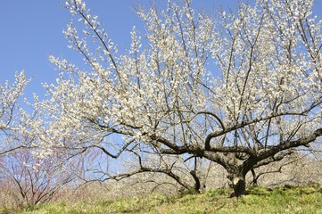 Fototapeta premium 梅