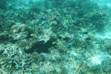 Naklejka na ściany i meble turquoise underwater animal fish and coral in sea