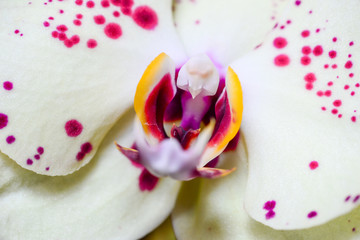 Red yellow orchid flower or phalaenopsis or moth dendrobium, macro close-up background