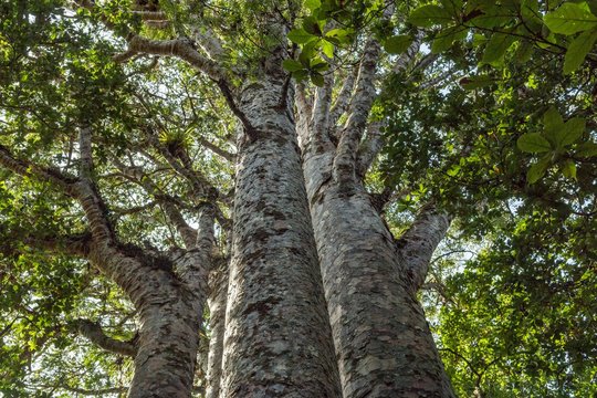 The Four Sisters, four closely spaced New Zealand Agathis australis trees (Agathis australis), Waipoua Forest, Northland, North Island, New Zealand, Oceania