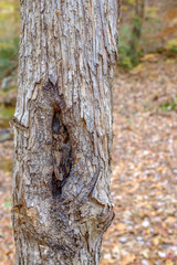 cavity in the trunk of a tree - vertical
