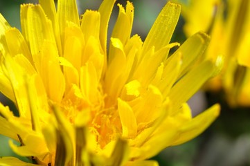 開花したタンポポ