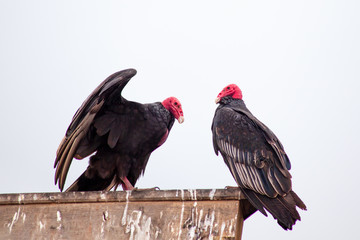 A pair of  Turkey Vultures (Cathartes aura) on a white background clearly showing the bald red head and hooked ivory beak engaged in a courtship ritual.