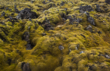 Grass on rocks landscape