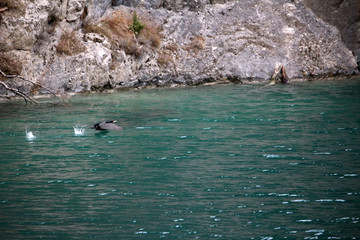 Fototapeta premium Cormoran dans le Queyras