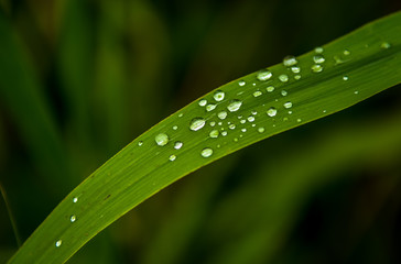 Green Grass Blade with Water Drops on Surface