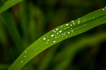 Green Grass Blade with Water Drops on Surface