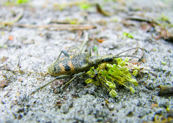 a small green beetle eats a plant summer time