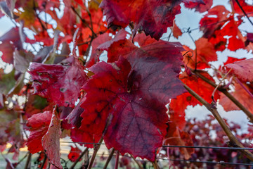 Red grape leaves stood out in a golden-colored Autumn vineyard in Almeirim, Portugal.