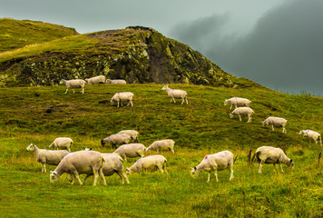 Obraz premium Herd Of Grazing Sheep On Rocky Pasture In Scotland
