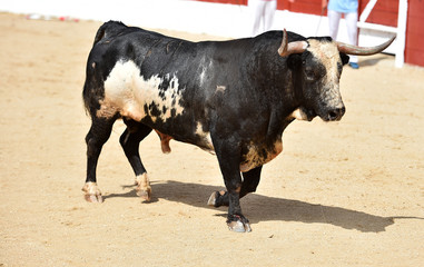 toro en españa