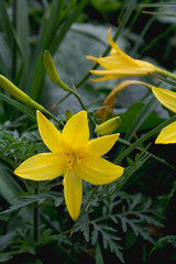Fototapeta na wymiar yellow lily flower