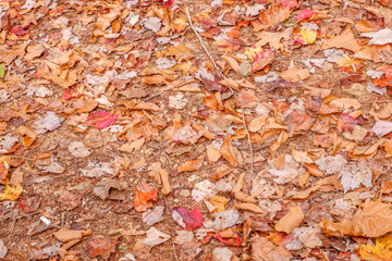 autumn leaves background