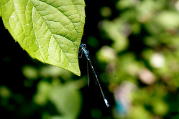 dragonfly on a leaf close up