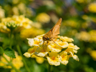 Close up shot of the Ampittia dioscorides