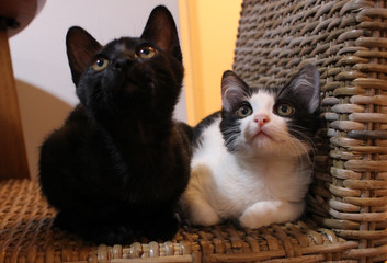 two kittens in the chair