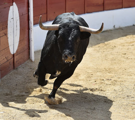 toro en españa