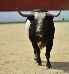 toro en españa