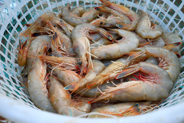 Fresh shrimp, in plastic baskets