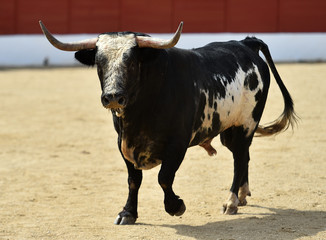 toro en españa
