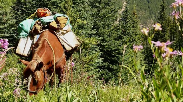A brown pack horse grazing in an alpine meadow with fireweeds blooming (Cariboo-Chilcotin, BC, Canada)