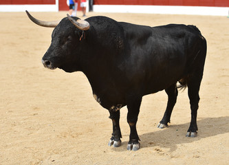 toro en españa