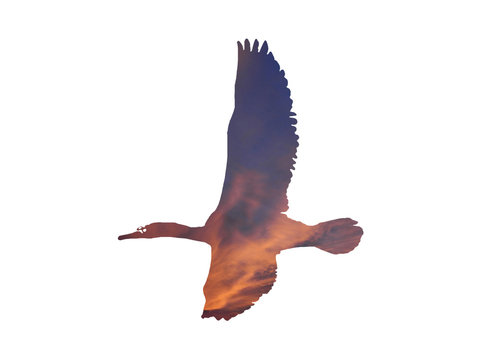 recommend clip art: Silhouette of a cormorant flying. Watching dramatic sunset through the bird flying in the sky isolated on a white background