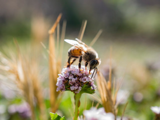 Close up shot of bee working hard on sawtooth fogfruit