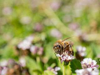 Close up shot of bee working hard on sawtooth fogfruit