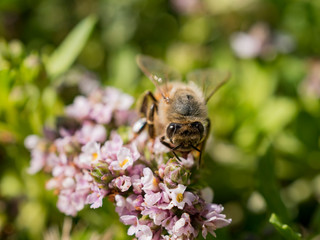 Close up shot of bee working hard on sawtooth fogfruit