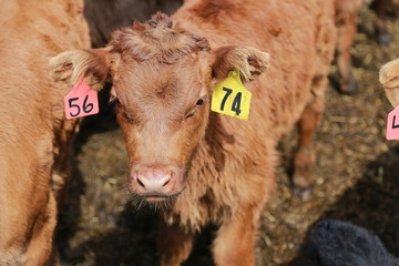 Fototapeta premium Brown baby calf 