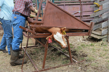 Branding a calf 2