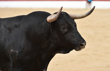 toro en españa