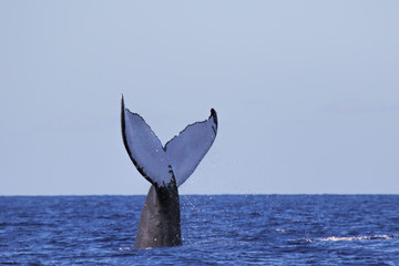 Fototapeta premium Close-up Humback Fluke