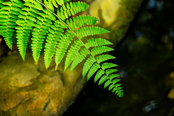 Green tropical dark bright green background of natural fern branch, foliage, fresh exotic botanical...
