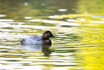 Female common pochard on the pond.