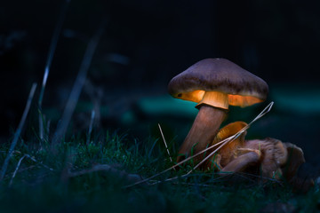 Magical Mushrooms