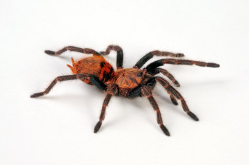 Cyanblaue Venezuela-Vogelspinne (Chromatopelma cyaneopubescens) - Greenbottle blue tarantula