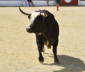 toro en españa