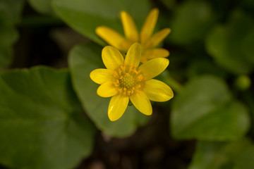 Blossom lesser celandine. Spring yellow flower Ficaria verna.