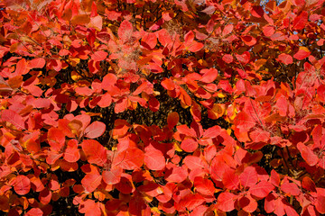 Rhus cotinus, the European smoketree. Cotinus coggygria. Smoke bush, Venice sumach. Autumn...