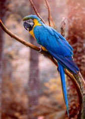 Blue and yellow macaw