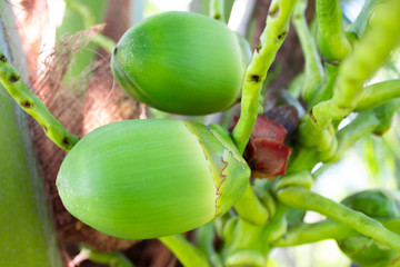 Closer Coconut cluster on Tree of sea sky bright atmosphere. Coconut cluster on coconut tree. Green coconut Fruit 