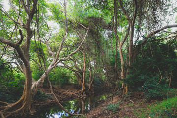 Mangrove forest in Sri Lanka