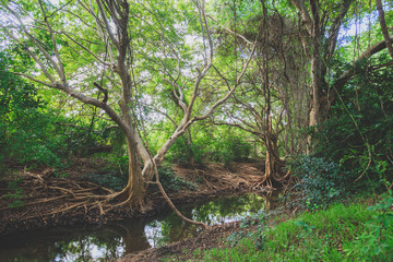 Mangrove forest in Sri Lanka