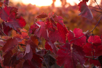 Vineyards in the autumn with red foliage. Transition of the vine to wintering. Wine-making. Technology of wine production. Wine production in Moldova.