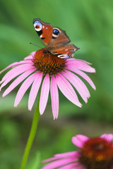 Butterfly on a pink flower